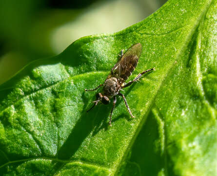 Image of Atomosia puella (Wiedemann 1828)