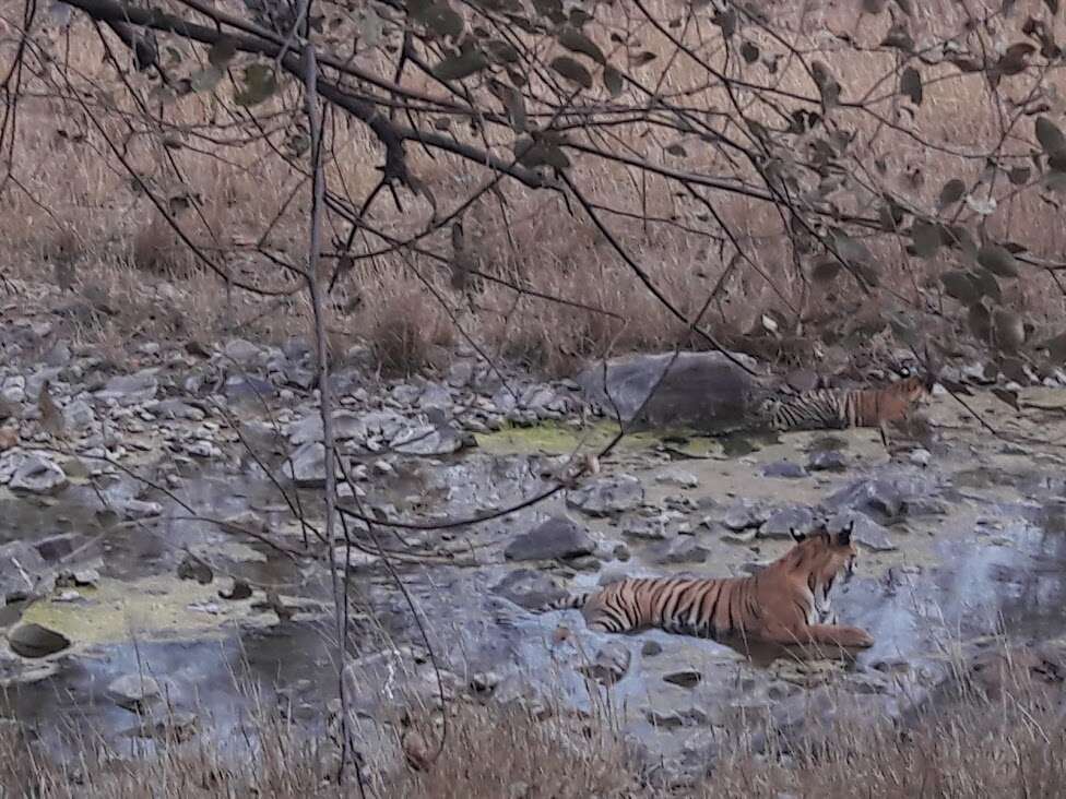 Image of Tiger