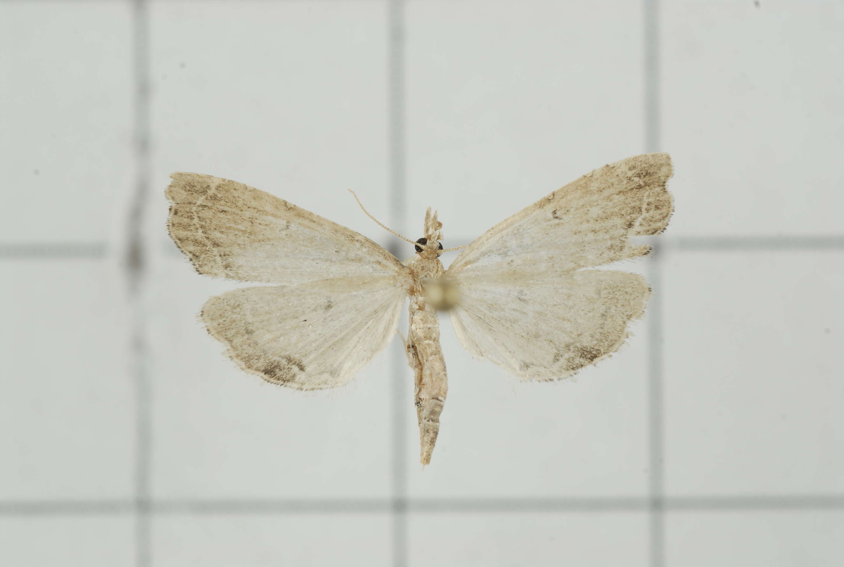 صورة Diplopseustis perieresalis Walker 1859