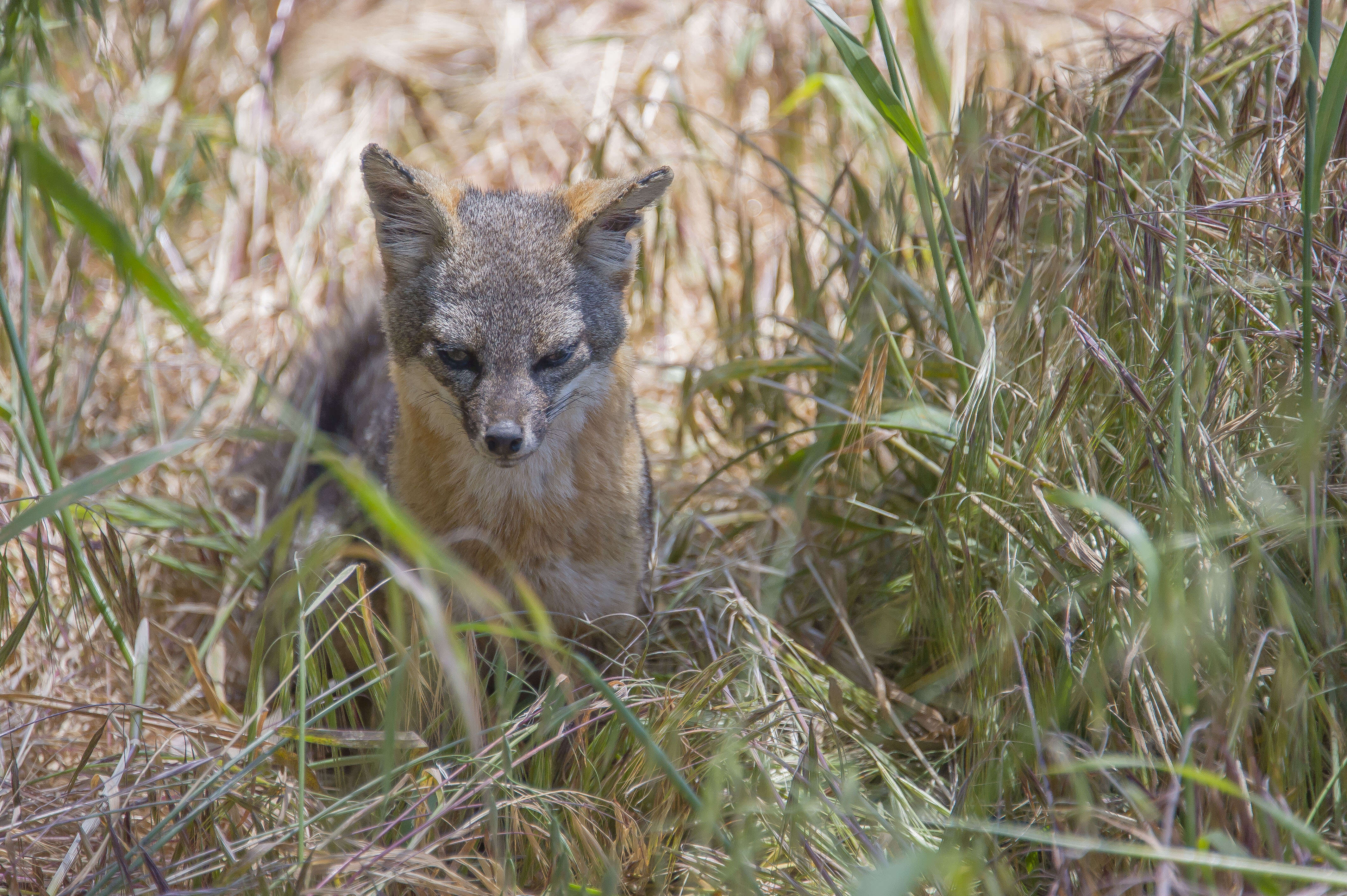 Image de Renard gris insulaire