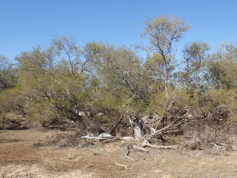 Image of Melaleuca densispicata N. B. Byrnes