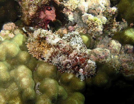 Image of Raggy scorpionfish