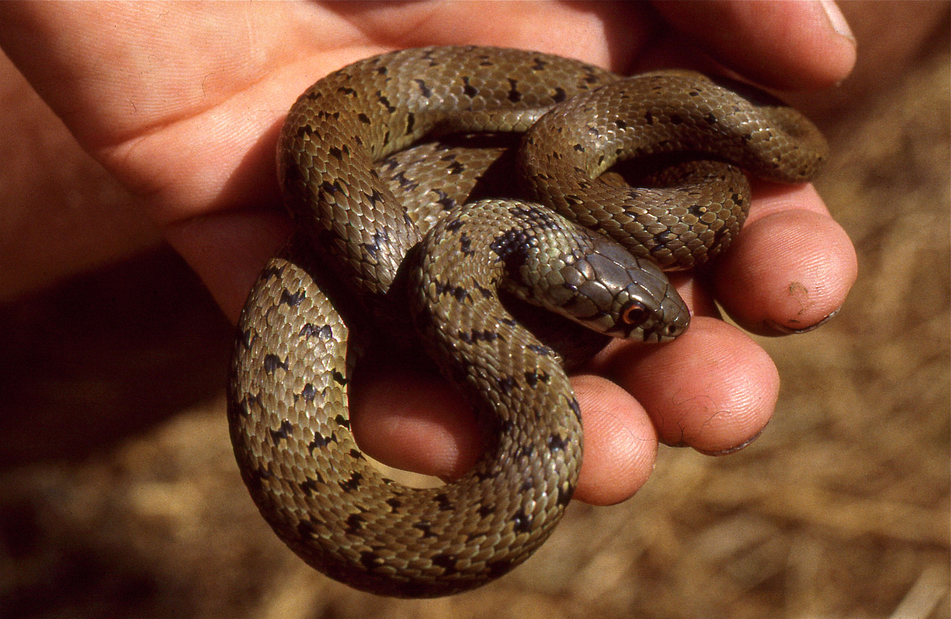 Image of Natrix astreptophora