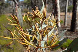 Image of Eucalyptus densa M. I. H. Brooker & S. D. Hopper