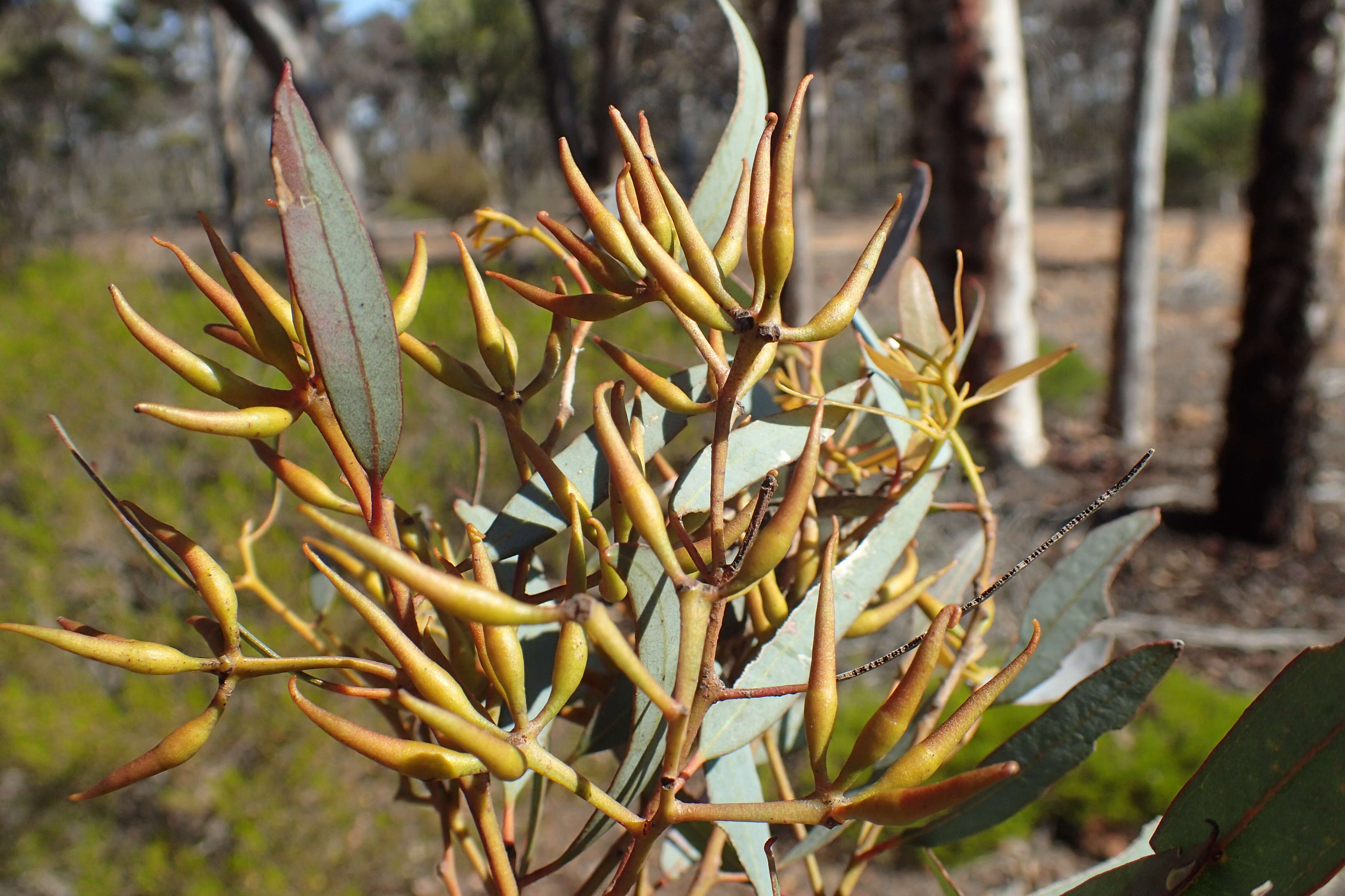 Image of Eucalyptus densa M. I. H. Brooker & S. D. Hopper