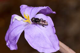 Imagem de Patersonia occidentalis R. Br.