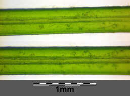 Image of Hairlike Pondweed