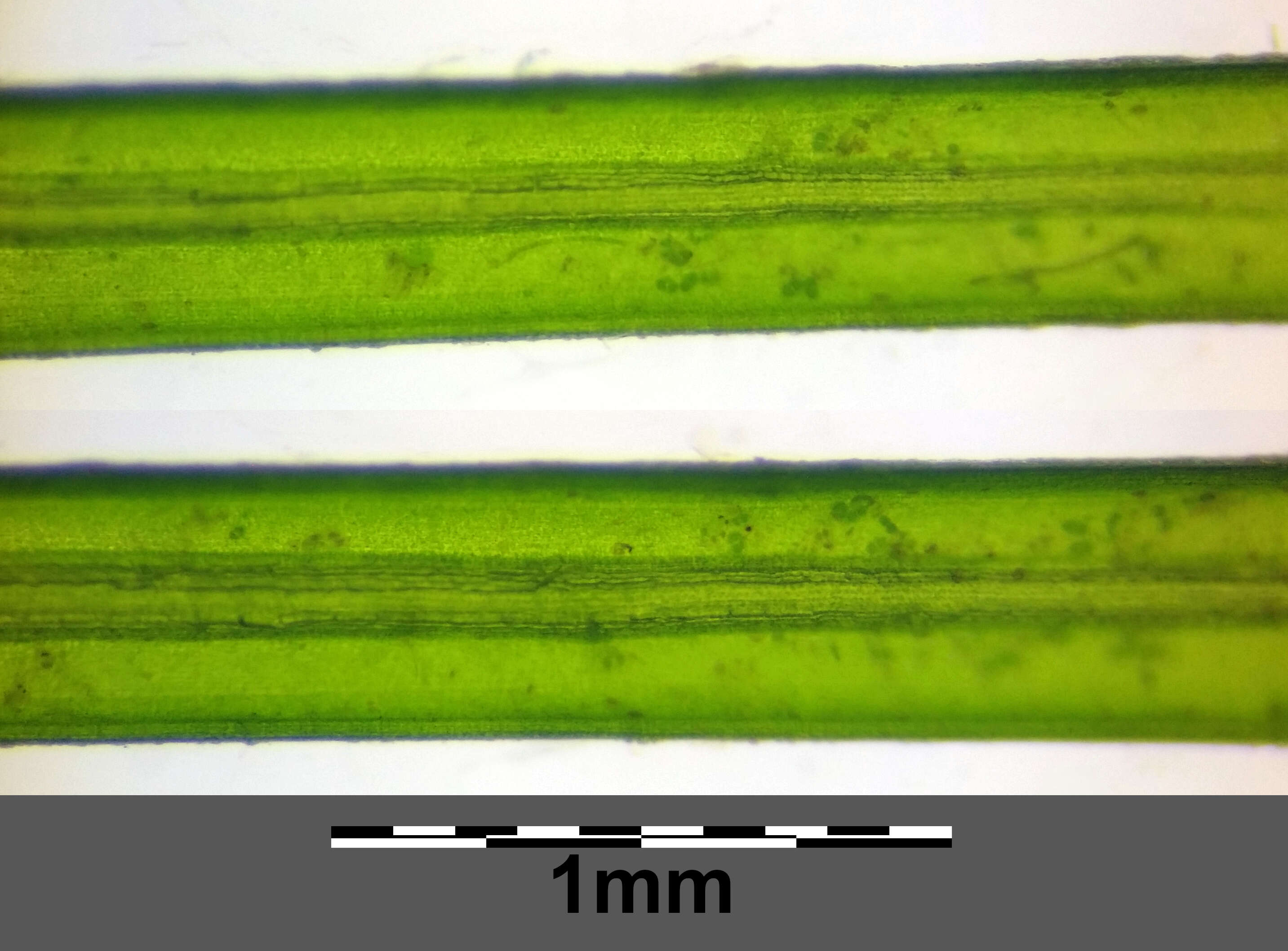 Image of Hairlike Pondweed