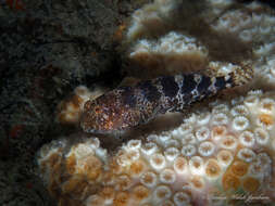 Image of Barred Blenny