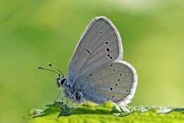 Image of small blue