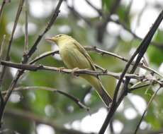 Image of Willow Warbler