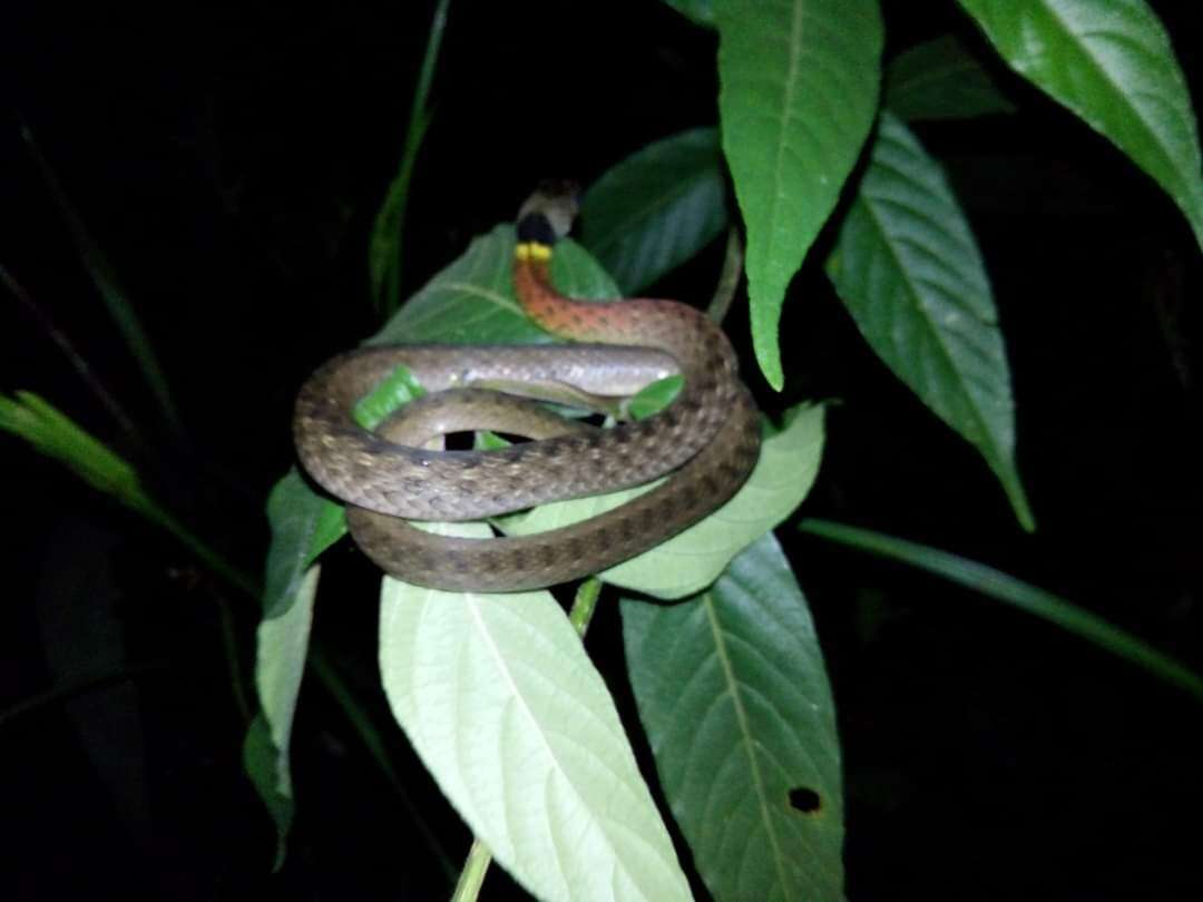 Image of Rhabdophis helleri