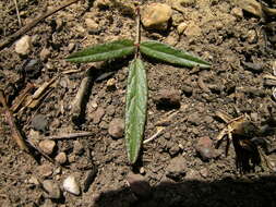 Image of Desmodium varians (Labill.) G. Don