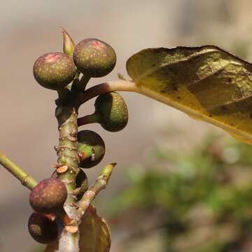 Image of Ficus erecta Thunb.