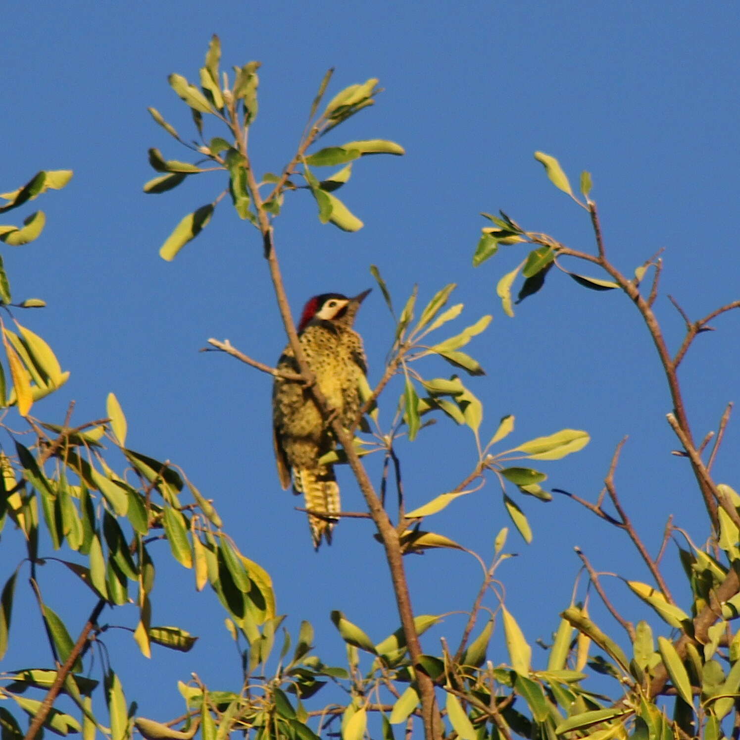 Image of Green-barred Woodpecker