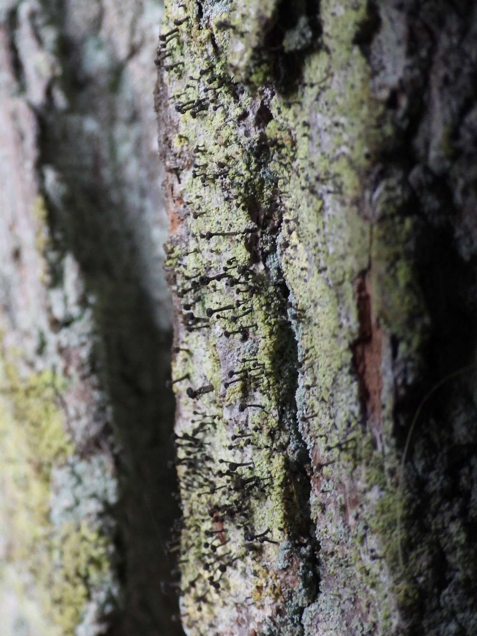 Image of Green stubble lichen;   Spike lichen;   Frog stubble