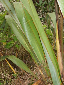 Image of New Zealand flax