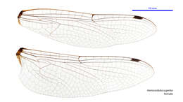 Image of Hemicordulia superba Tillyard 1911