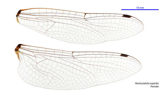 Image of Hemicordulia superba Tillyard 1911