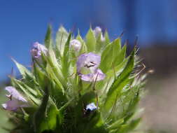 Image de dracocéphale à petite fleur