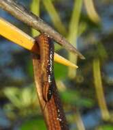 Image of Striped Crayfish Snake