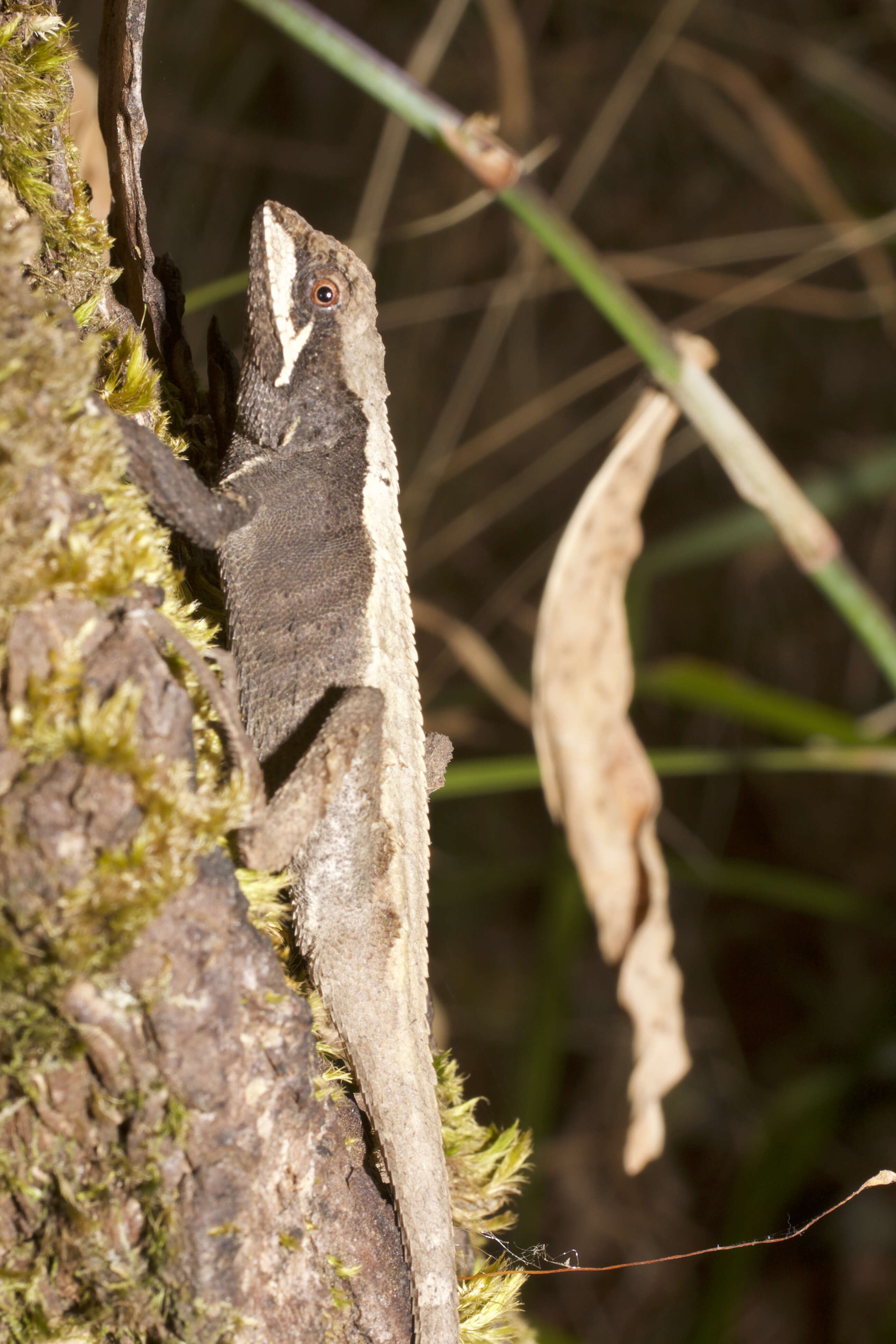 Image of Ota's mountain lizard