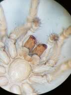 Image of dwarf sheet spiders