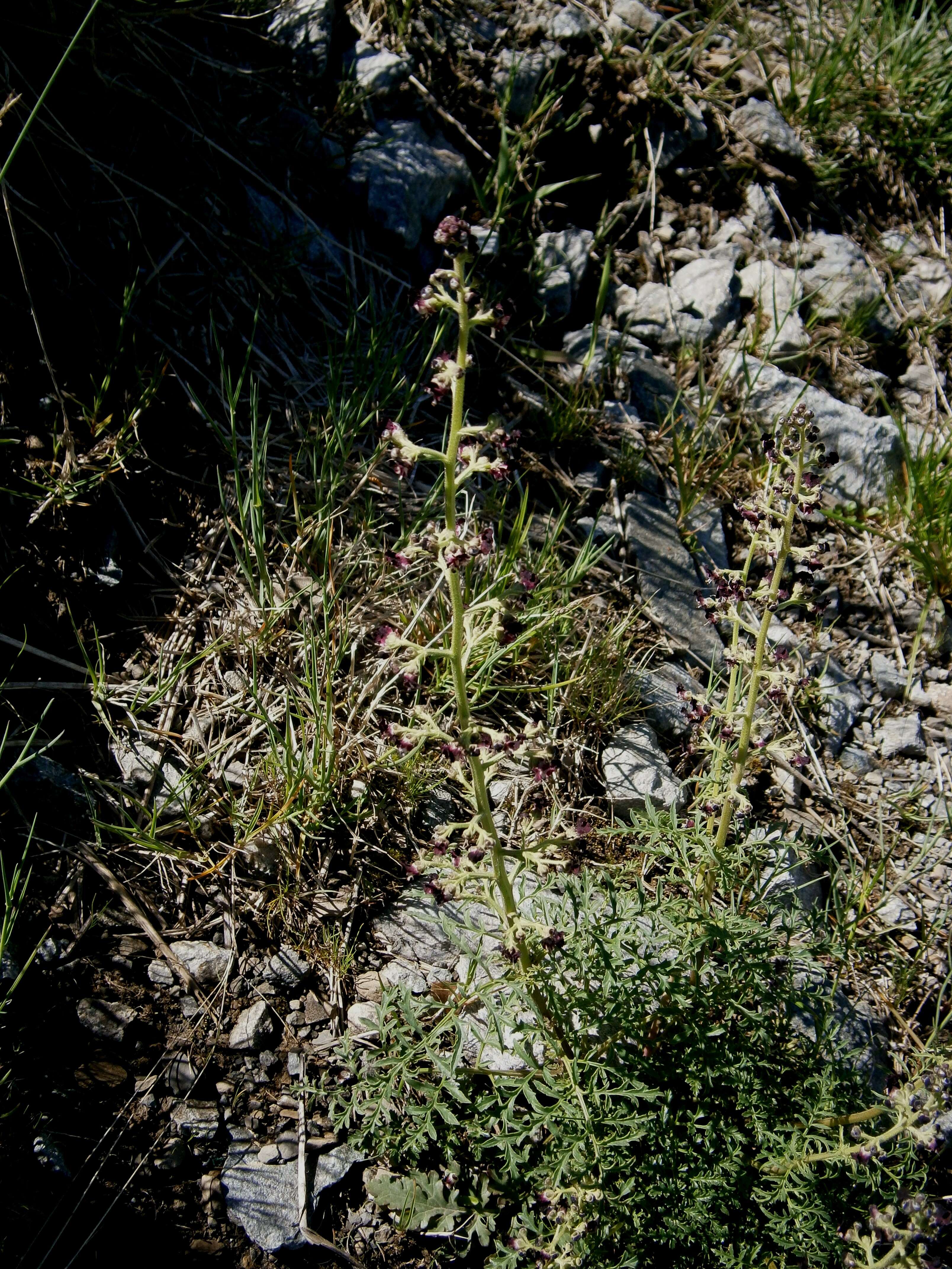 Scrophularia canina L. resmi