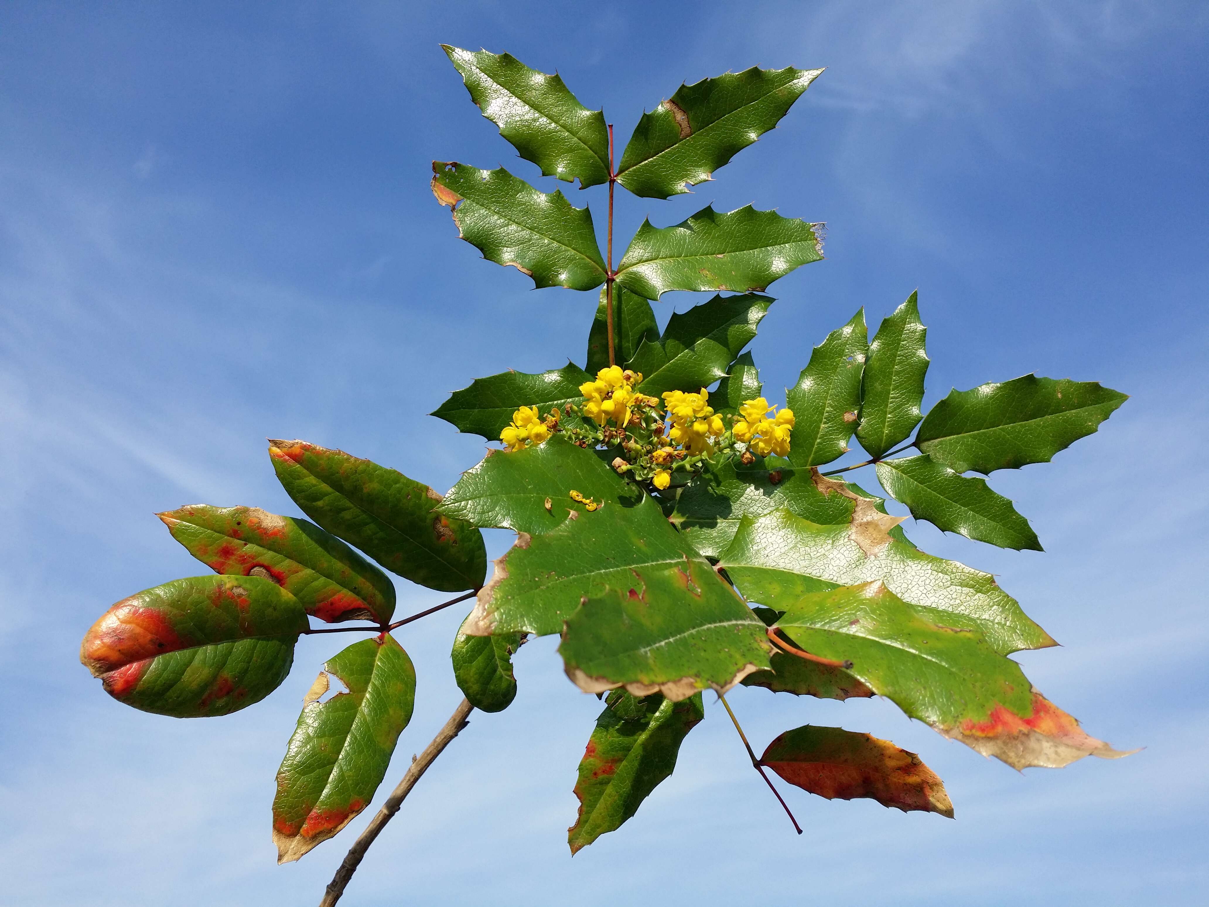 Image of Hollyleaved barberry