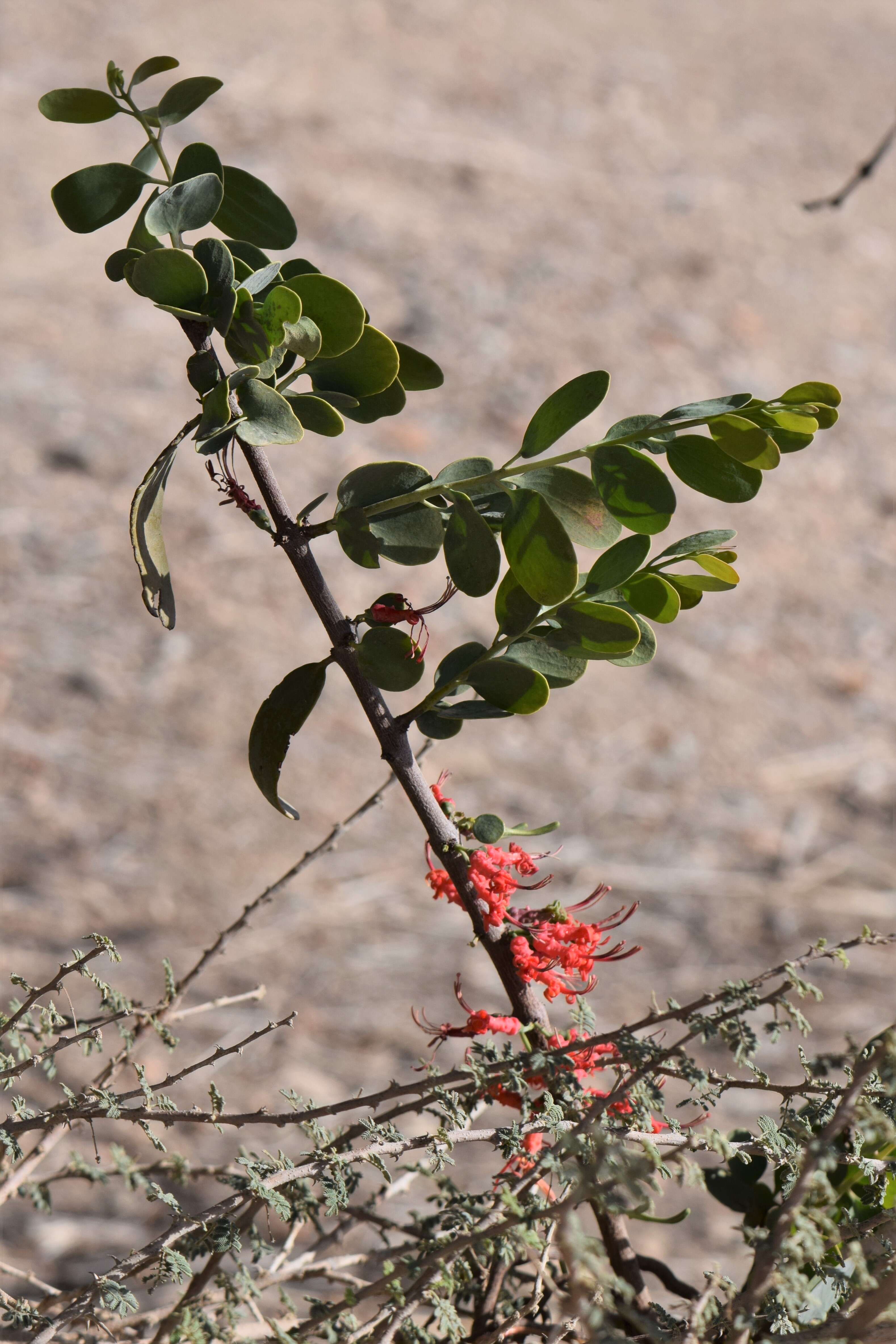 Plancia ëd Plicosepalus acaciae (Zucc.) D. Wiens & R. M. Polhill