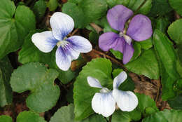 Image of common blue violet