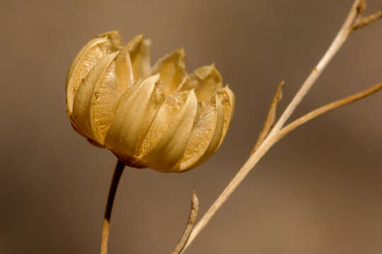 Image of meadow flax