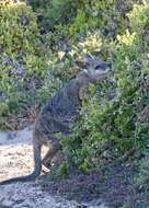 Image of Dama Wallaby