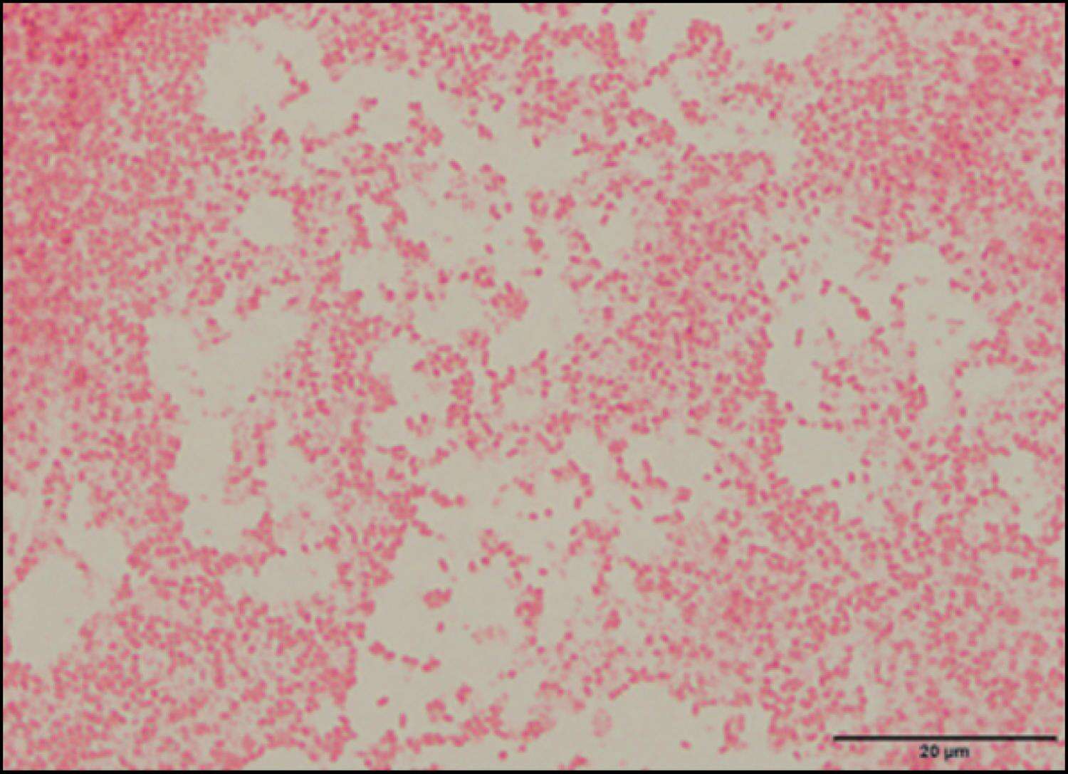 Image of Enterobacteriaceae