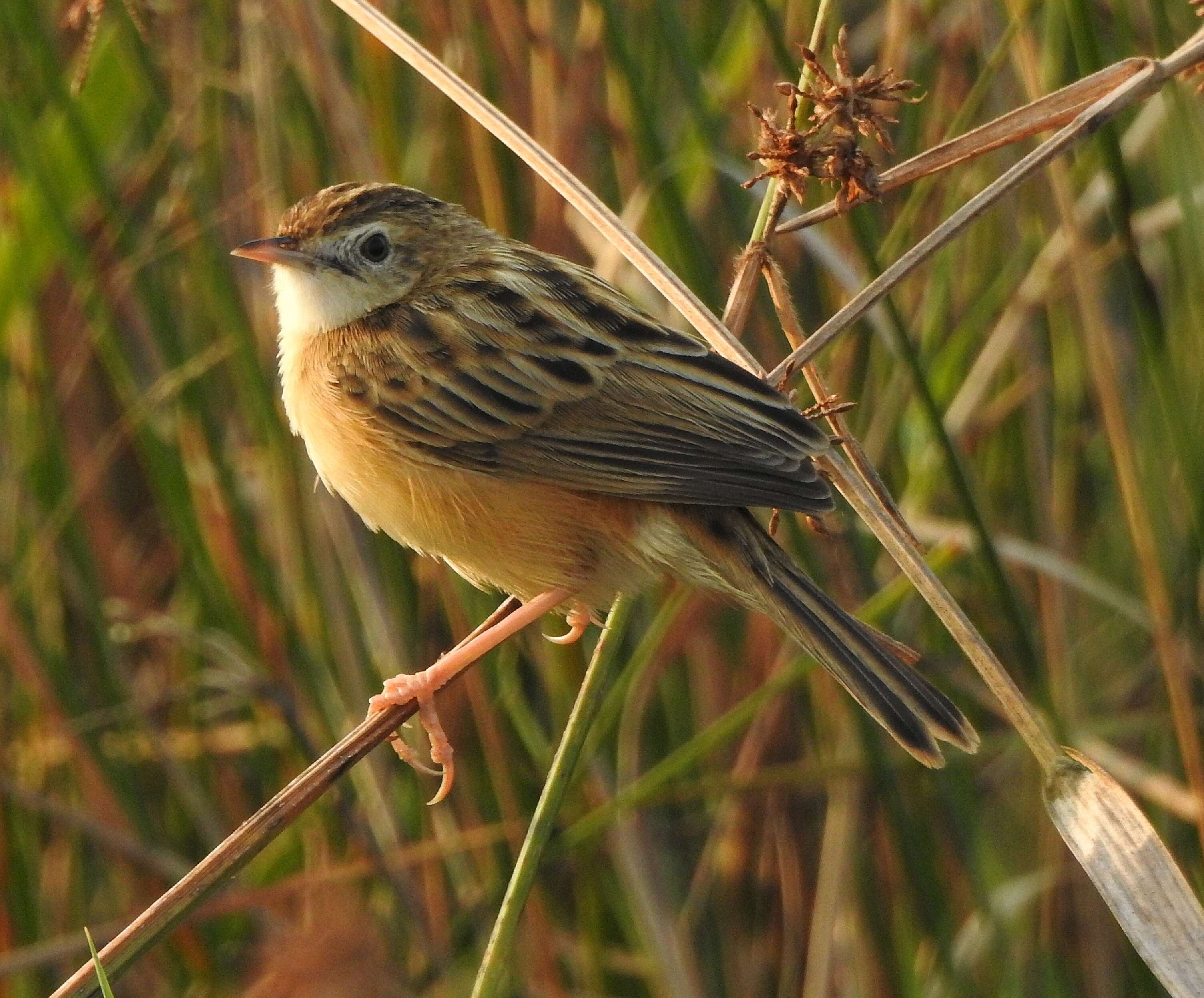 Image of Fan-tailed Cisticola