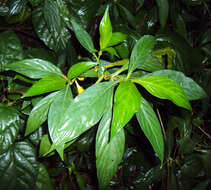 Strobilanthes integrifolius (Dalz.) Kuntze resmi