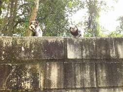 Image of Black-pencilled Marmoset