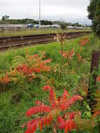 Image de Sumac vinaigrier