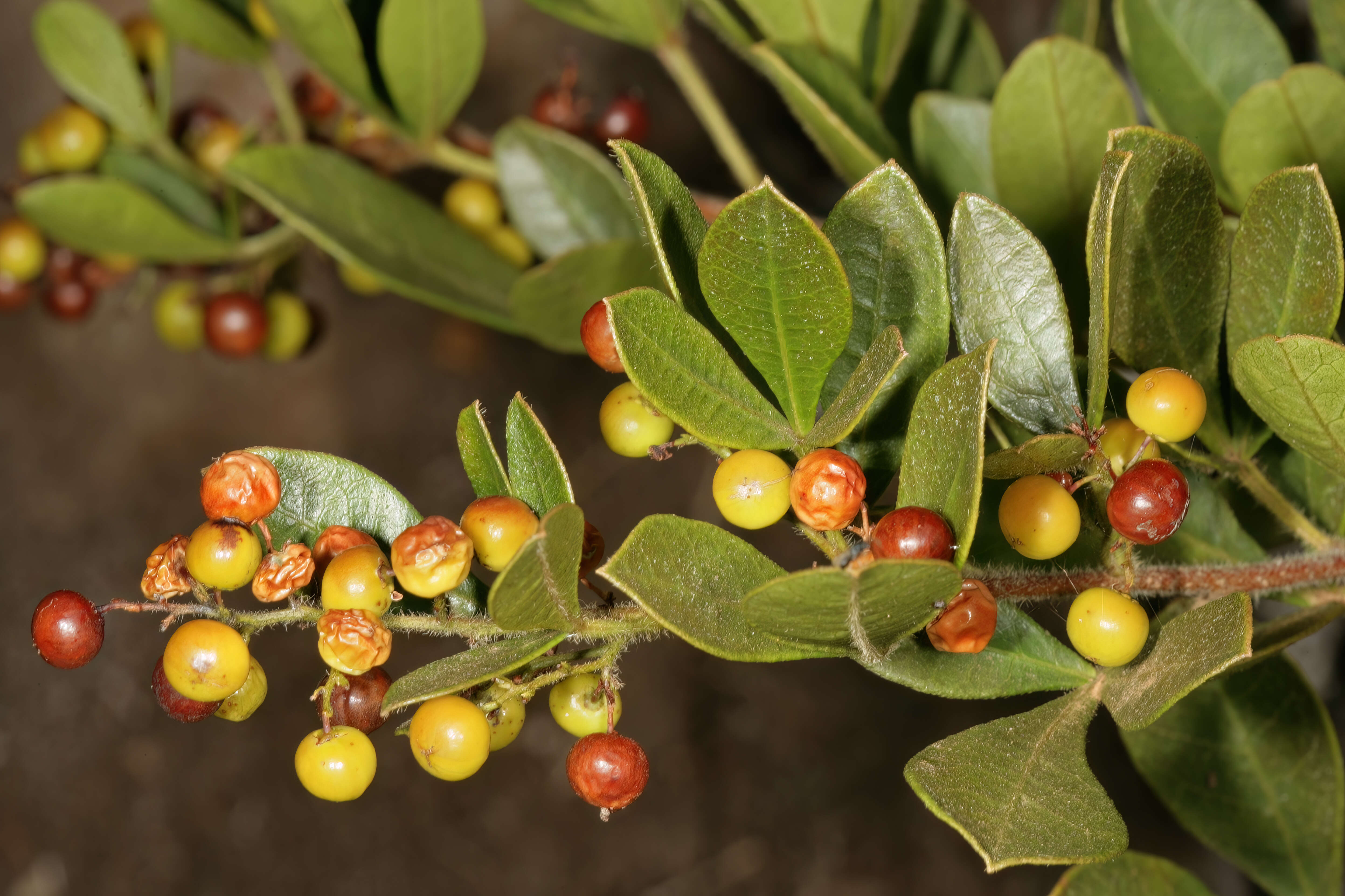 Image of blue-fruited crowberry