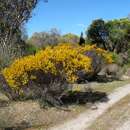 Plancia ëd Acacia brachypoda Maslin