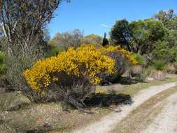 Image of Western Wheatbelt Wattle