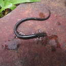 Image of Costa Rica Worm Salamander