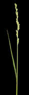 Image of Setaria basiclada (Hughes) R. D. Webster