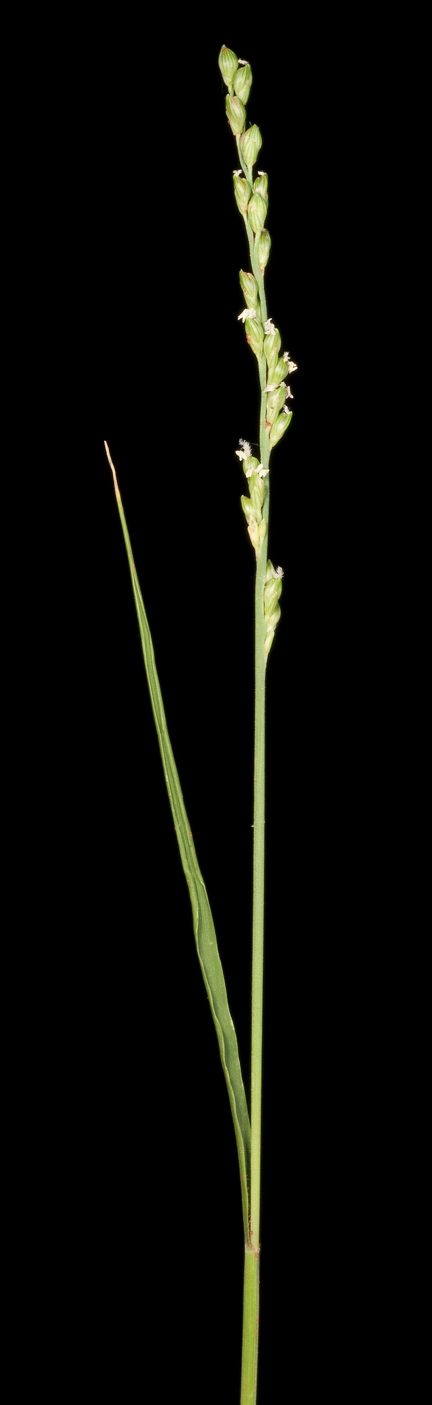 Image of Setaria basiclada (Hughes) R. D. Webster