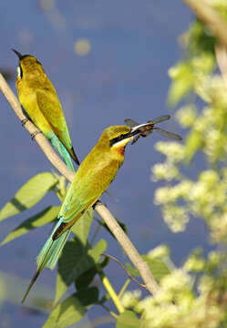 Image of Blue-cheeked Bee-eater