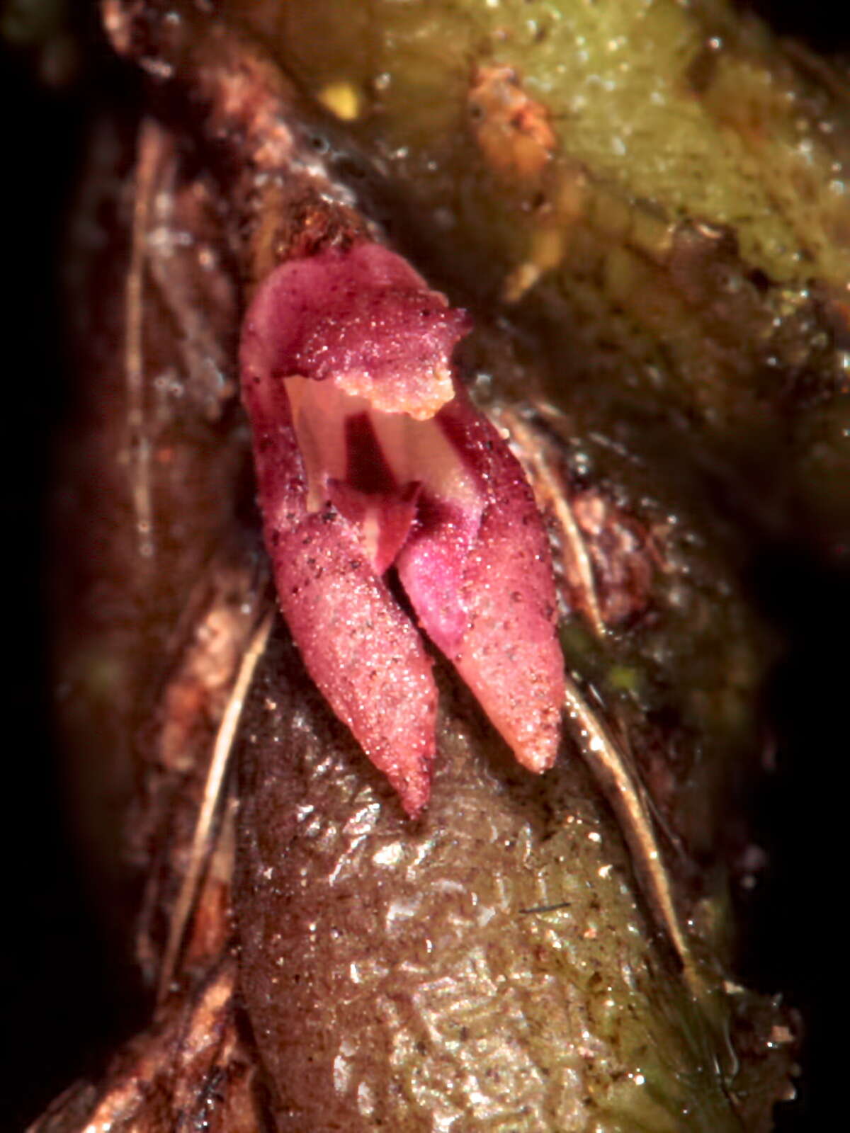 Image of Bulbophyllum tortuosum (Blume) Lindl.