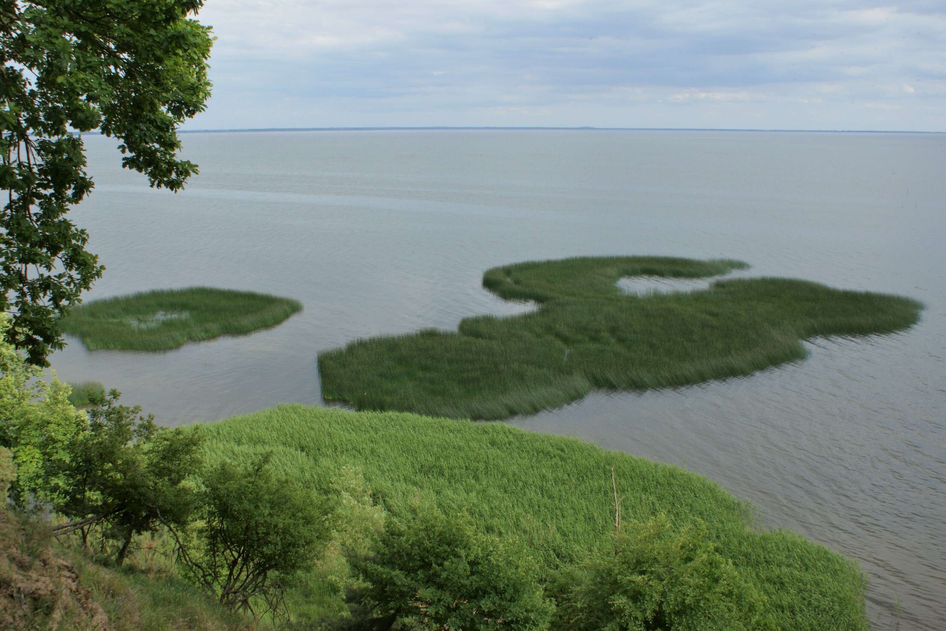 Image de scirpe des lacs, jonc des chaisiers commun