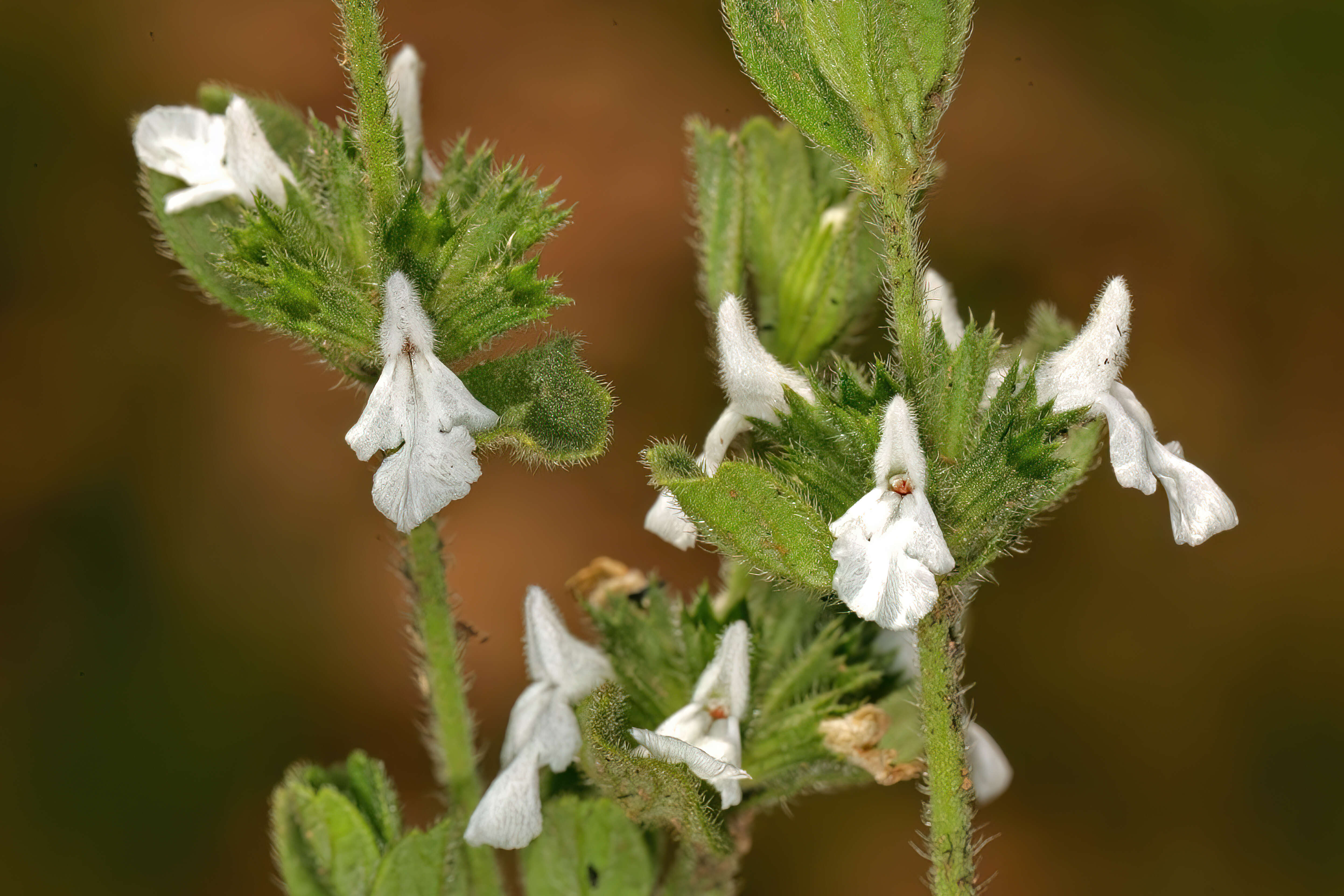 Image of white cat's paw