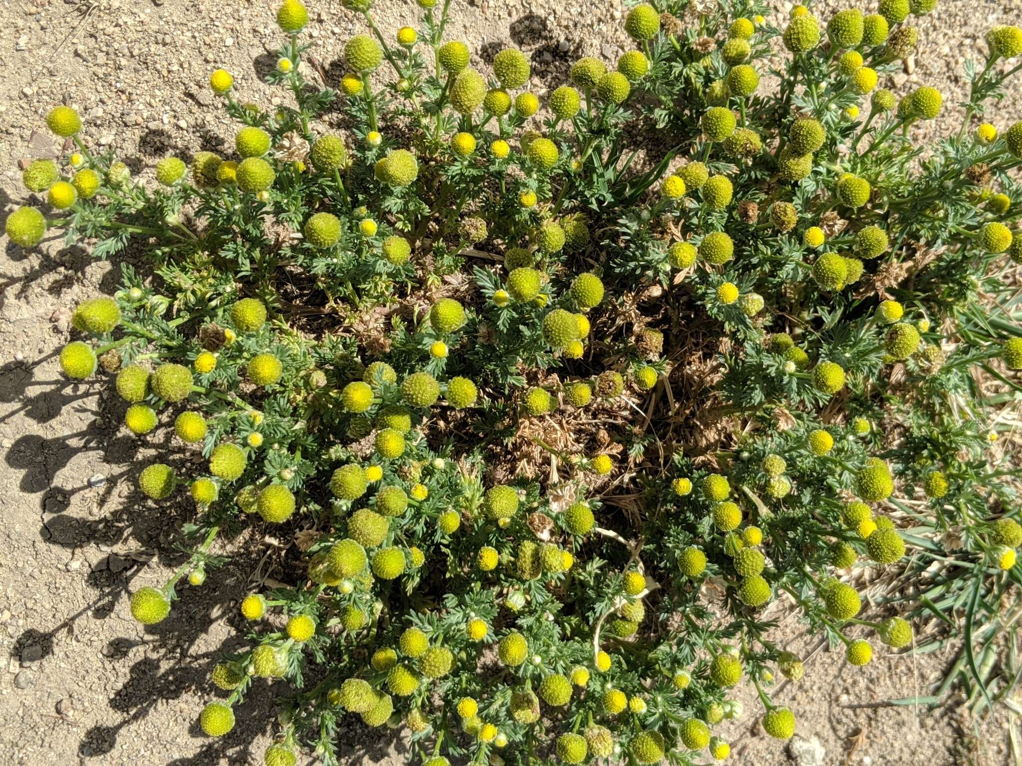 Imagem de Matricaria occidentalis Greene