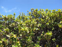 Image of alpine mirrorplant